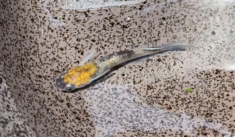 小江戸錦