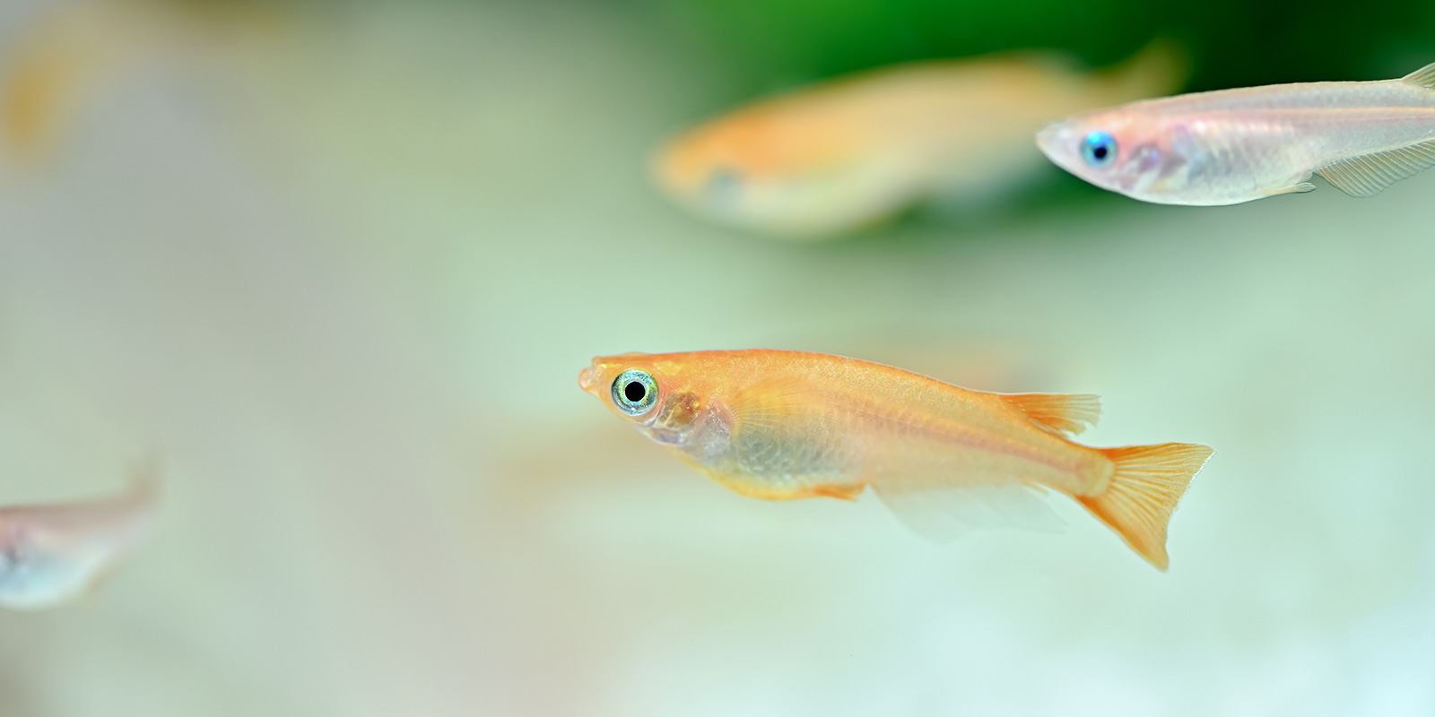 めだか屋 龍神 1