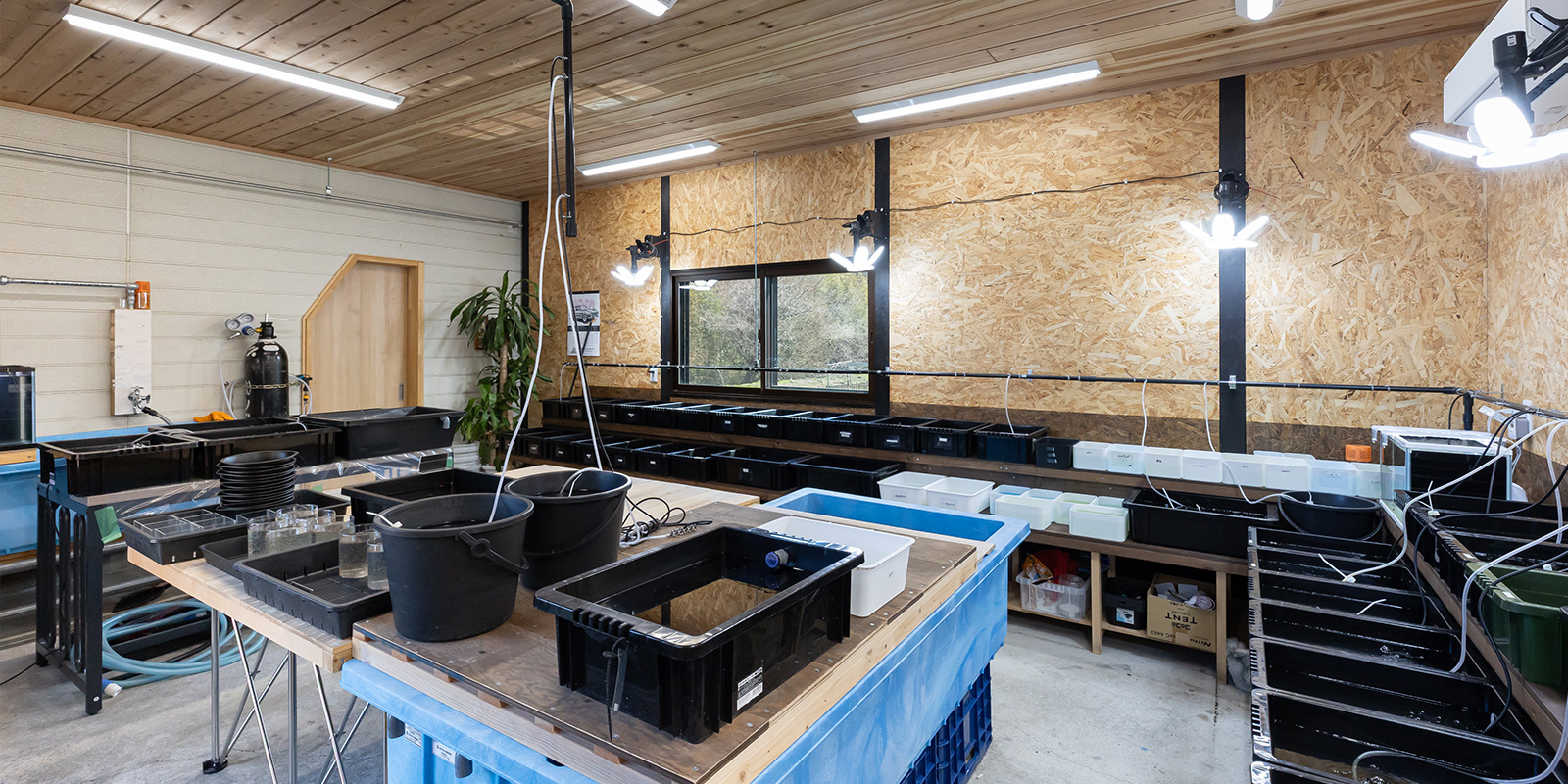 めだか屋 龍神 3