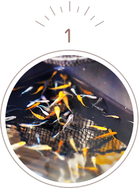 現在17品種販売中