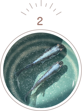 リーズナブルな価格