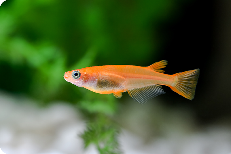 メダカ品種紹介