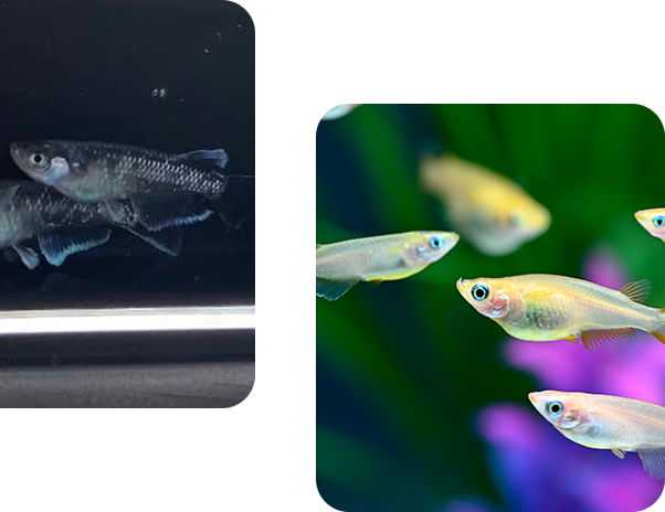 メダカ品種紹介