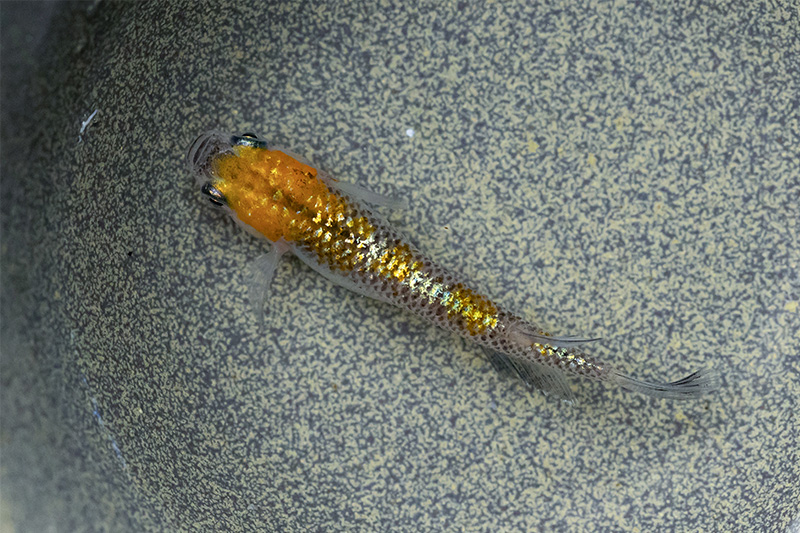 オーロラ黄ラメ体外光