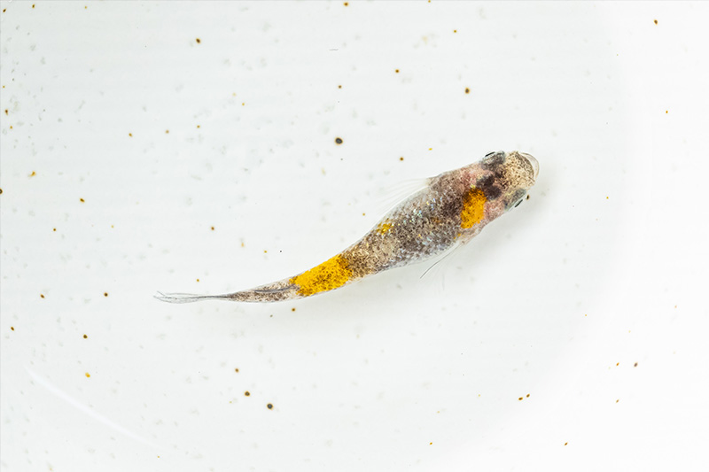 三色ラメサファイア