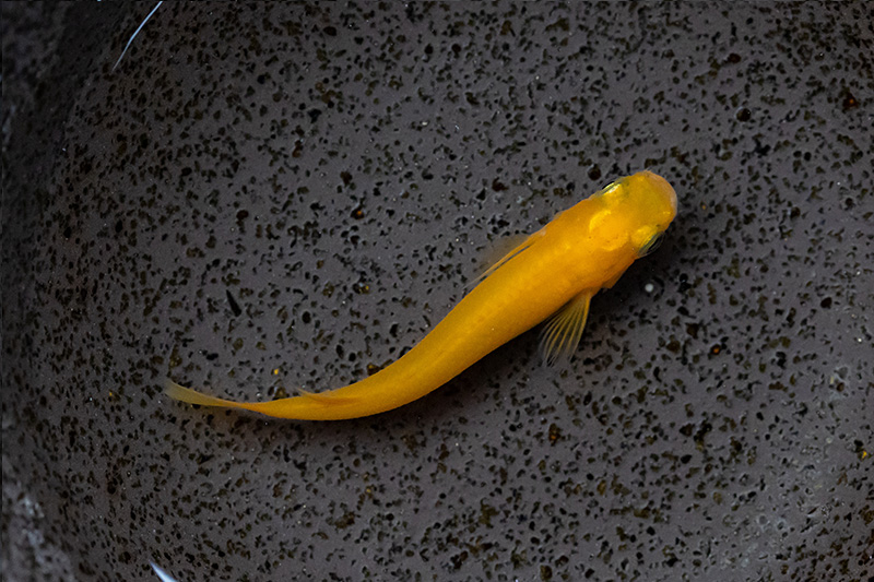 楊貴妃スーパーレッド