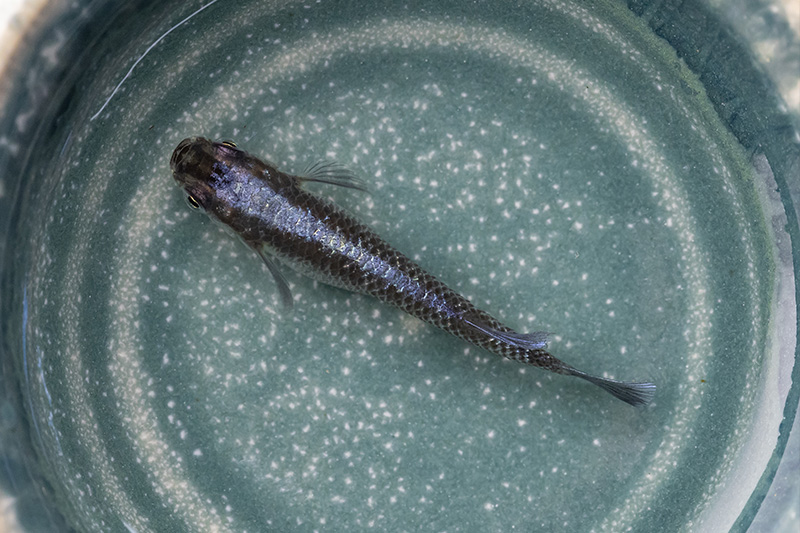 ラムネブルーLF